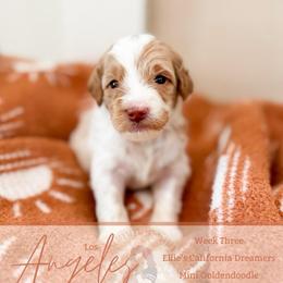 Angel - Parti female Goldendoodle puppy in California City, California from Summer Sun Doodles