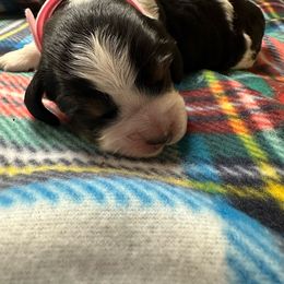 Noel - Black white and tan English Springer Spaniel puppy in Belton, South Carolina from High Point Springers