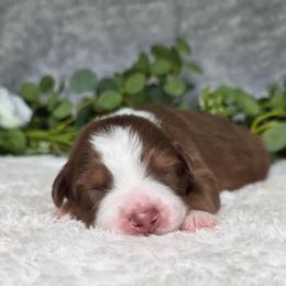 Rolo - Red tri-color male Australian Shepherd puppy in Summerville, South Carolina from Flowertown Aussies
