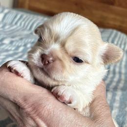 Pearl - Cream female Chihuahua puppy in Red Bluff, California from Lane’s Little Long Coats