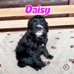 Daisy - female Golden Mountain Doodle puppy in Banner Elk, North Carolina from Walnut Tree Bernedoodles
