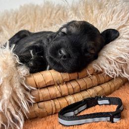 Girl 4 - Black Collar - Pepper and salt female Giant Schnauzer puppy in St George, Utah from Schnauzer Ranch