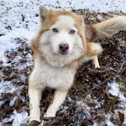Sadie - Siberian Husky