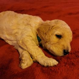 Boy 4 - Goldendoodle puppy in Odell, Nebraska from Kat and Kadoodles
