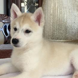 Moonlight (Maroon) - Champion and Health Tested Lines - Gray and white female Siberian Husky puppy in Los Angeles, California from Limitless Huskies