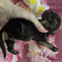 Roxy - Black and cream female Dachshund puppy in Bradenton, Florida from Leah’s Suncoast Doxies