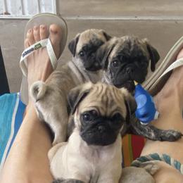 Pug Puppies from Marbled Munchkins