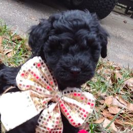 G1 - Black phantom female Aussiedoodle puppy in Silsbee, Texas from Jeanah's Pups