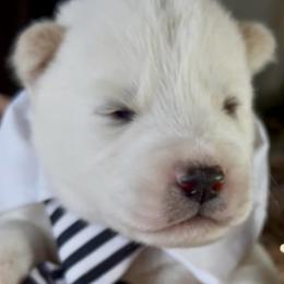 Rumi - White male Siberian Husky puppy in Atlanta, Georgia from Lobban Huskies