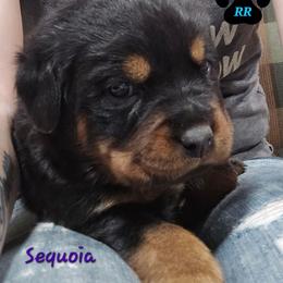 Sequoia - Black and mahogany female Rottweiler puppy in Tangent, Oregon from Raya's Royals