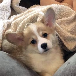 Pembroke Welsh Corgi Puppies from Walnut Creek Corgis