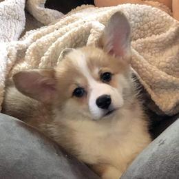 Pembroke Welsh Corgi Puppies from Walnut Creek Corgis