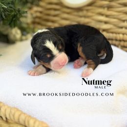 Nutmeg - Tri-color male Bernedoodle puppy in Murrieta, California from Brookside Bernedoodles