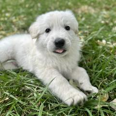 Jinu - White male Berger Blanc Suisse puppy in West Alexandri, Ohio from Twisted Acres