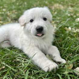 Jinu - White male Berger Blanc Suisse puppy in West Alexandri, Ohio from Twisted Acres