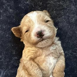 Goldendoodles and Poodles from Blue Creek Poodles and Doodles