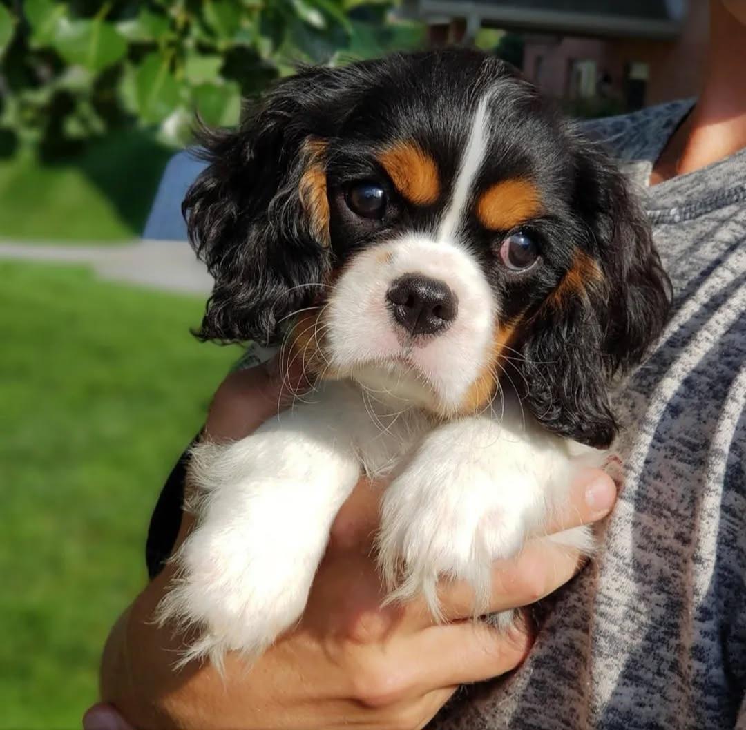 Grandeur Valley Puppies in Ohio | Bernedoodle, Cavalier King Charles ...