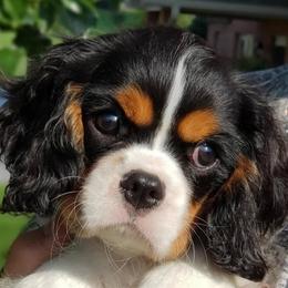 Bernedoodles, Cavalier King Charles Spaniels, Cavapoos, and Poodles from Grandeur Valley Puppies