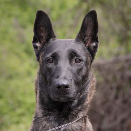 Freki - Dutch Shepherd
