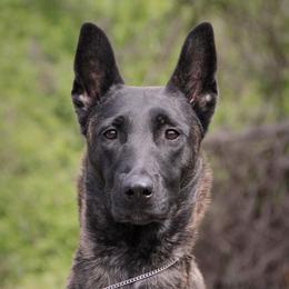 Freki - Dutch Shepherd