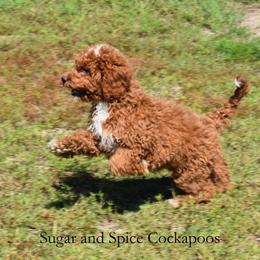Juniper - Red female Cockapoo puppy in Hopkins, South Carolina from Sugar and Spice Cockapoos
