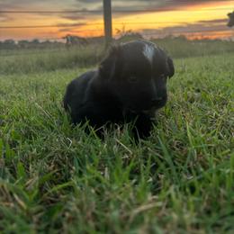 Roo - Black tri female Miniature Australian Shepherd puppy in Smiths Grove, Kentucky from Kyn's Kennel