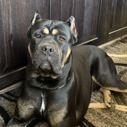 Enzo - Cane Corso