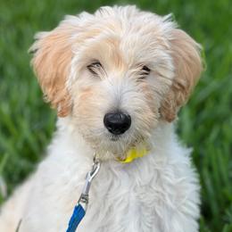 Goldendoodle puppies from Tracy's Goldendoodles