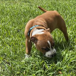Staffordshire Bull Terrier Puppies from Southern Staffies