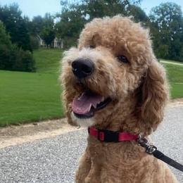 Sasha - Goldendoodle