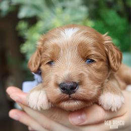 Sunny - Apricot male Goldendoodle puppy in Salado, Texas from Red Ranch Dogs