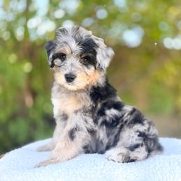 LeRoy - Merle male Goldendoodle puppy in Highland, Utah from Angel Pups Deluxe