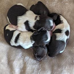 Girl 2 - Parti female Miniature Schnauzer puppy in Brenham, Texas from Ashley Martinez