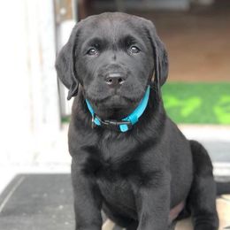 Labrador Retrievers from Sandra Wolfe's Labrador Retreivers