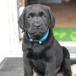 Labrador Retrievers from Sandra Wolfe's Labrador Retreivers