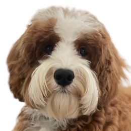 Dutton - Australian Labradoodle