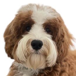 Dutton - Australian Labradoodle