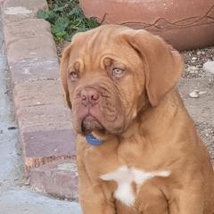 Dogues de Bordeaux from 5150sphynx