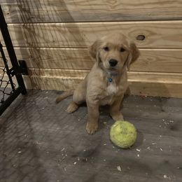 Golden Retriever Puppies from Apple Country Retrievers