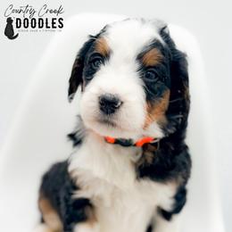 OMER - Tri-color male Bernedoodle puppy in Tipton, Indiana from Country Creek Doodles
