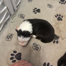 Girl 2 - Tri-color female Border Collie puppy in Defuniak Springs, Florida from Blue Cypress Stock dogs