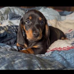 Buttercup - Black and tan female Dachshund puppy in Floresville, Texas from Muddy River Dachshunds