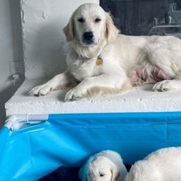 Golden Retrievers from Hearts of Gold Puppies