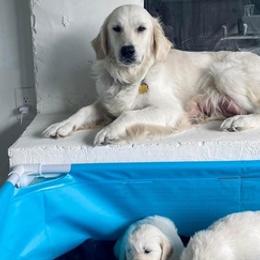 Golden Retrievers from Hearts of Gold Puppies