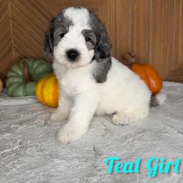 Teal Girl - Merle female Bernedoodle puppy in Modesto, California from Two Doods Doodles