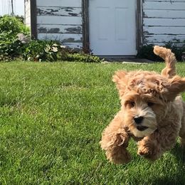 Australian Labradoodle Puppies from Greystone Australian Labradoodles
