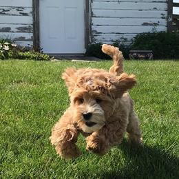 Australian Labradoodle Puppies from Greystone Australian Labradoodles