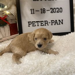 Cavalier King Charles Spaniel and Cavapoo Puppies from K’s Cavys