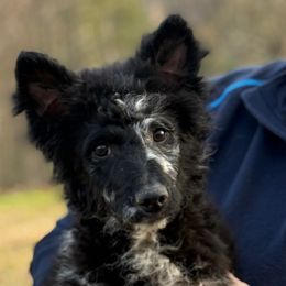 Julia - Black merle female Mudi puppy in Gatlinburg, Tennessee from Greenbrier