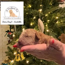 Demi - Apricot female Goldendoodle puppy in Lake Charles, Louisiana from Perfect Fit Poodles & Doodles